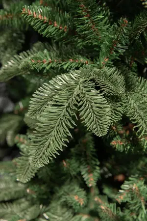 Abies nordmann burlap - afbeelding 2