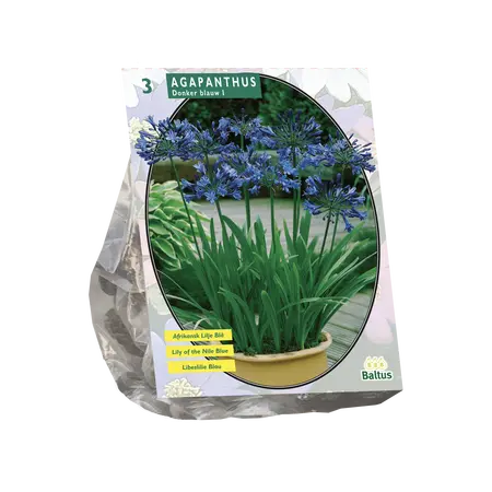 Agapanthus, Donkerblauw