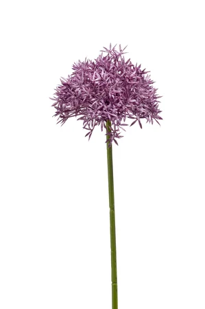 Allium spray 62cm