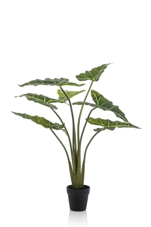 Alocasia frydek 100cm