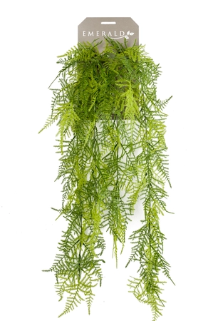 Asparagus plumosus hanging bush