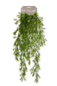 Asparagus sprengeri hanging bush