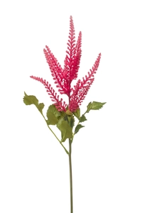 Astilbe spray fuchsia 60cm