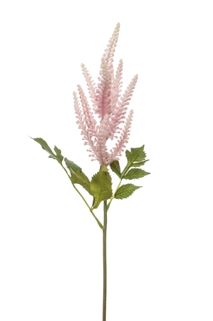 Astilbe spray lt pink 60cm