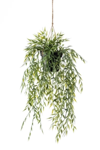 Bamboo hanging in pot 65cm