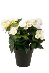 Begonia bush 30cm in black pot