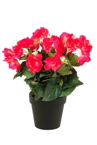 Begonia bush 30cm in black pot