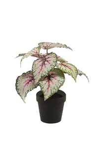 Begonia leaves bush 26cm