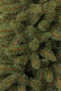 Bristlecone kerstboom - afbeelding 3