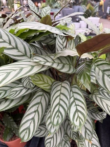 Calathea, potmaat 21 cm - afbeelding 2