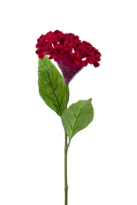 Celosia spray beauty 62cm