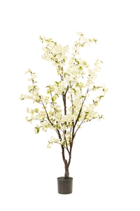 Cherry blossom tree 175cm