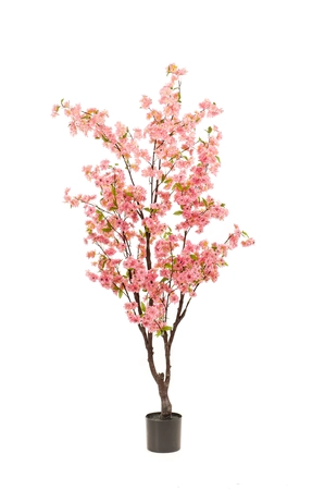 Cherry blossom tree 175cm