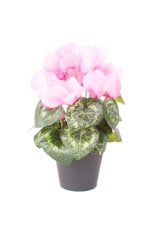 Cyclamen bush pink 25cm in pot