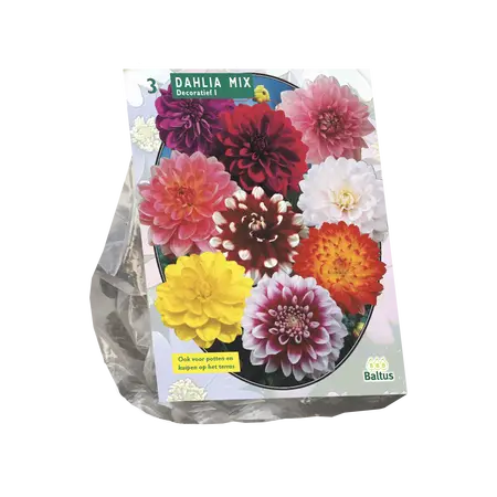 Dahlia Decoratief Mixed