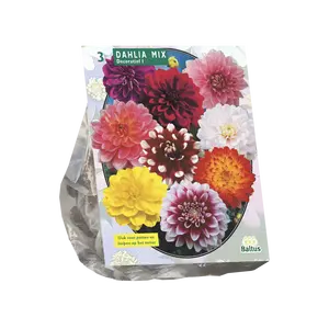 Dahlia Decoratief Mixed