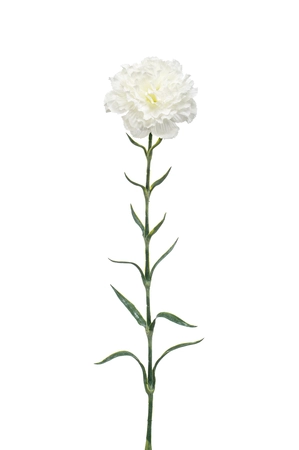 Dianthus spray 67cm