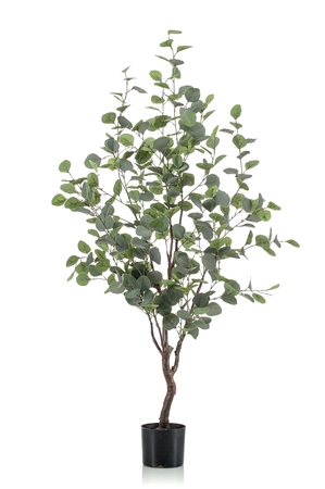 Eucalyptus tree 120cm