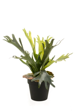 Fern staghorn 35cm