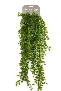 Ficus pumila hanging bush 80cm