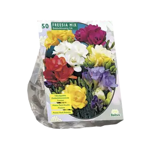 Freesia Double, Mix