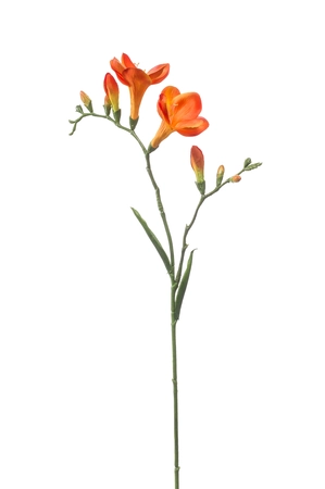 Freesia spray orange 68cm