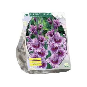 Gladiolus Passos