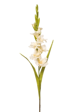 Gladiolus spray cream 93cm