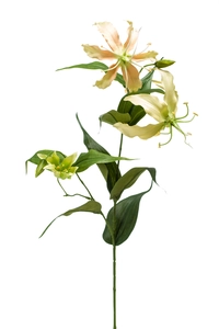 Gloriosa spray 75cm yellow