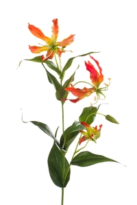 Gloriosa spray orange 75cm