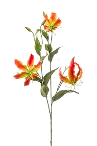 Gloriosa spray orange 90cm