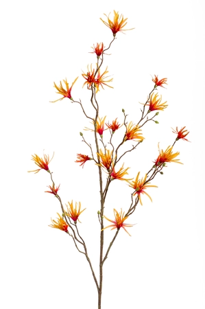 Hamamelis spray orange/yellow 120cm