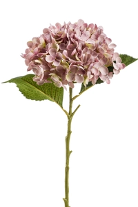 Hydrangea annabelle stem 52cm lt pu