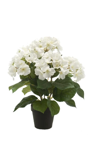 Hydrangea bush 40cm in black pot