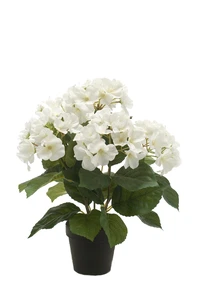 Hydrangea bush 40cm in black pot