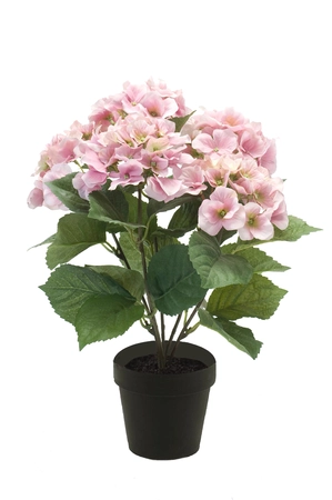 Hydrangea bush 40cm in black pot