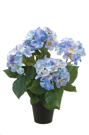 Hydrangea bush 40cm in black pot