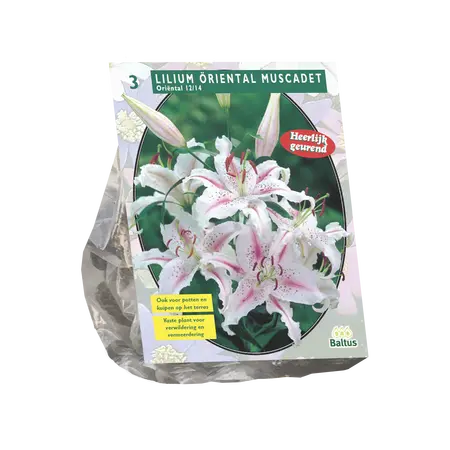 Lilium Oriental Muscadet