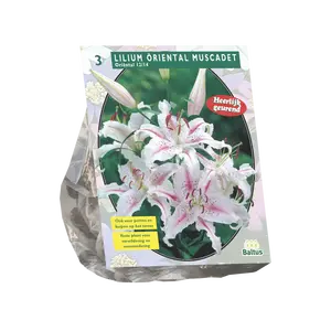 Lilium Oriental Muscadet