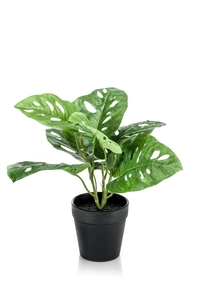 Monstera monkey bush 30cm