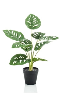 Monstera monkey bush 43cm in pot