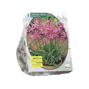 Nerine Bowdenii, Roze