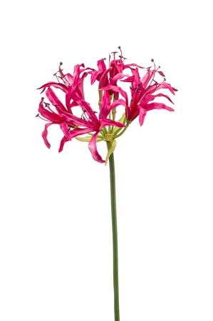 Nerine spray beauty 75cm