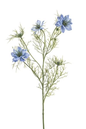 Nigella spray 68cm