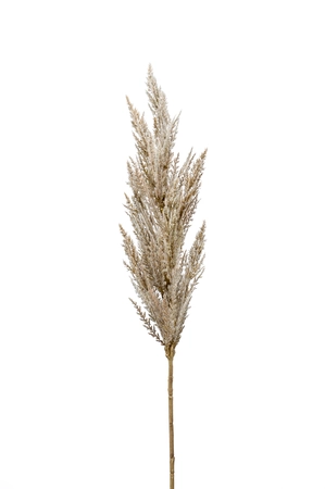 Pampas grass spray cream 92cm