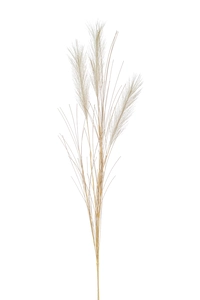 Pampas grass x3 bundle cream 65cm