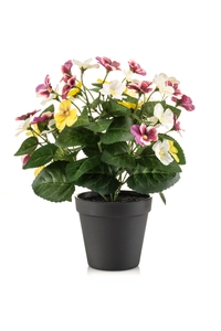 Pansy bush white/purple/yellow 29cm