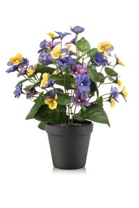 Pansy bush yellow/blue 29cm