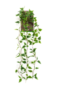 Philodendron hanging bush 85cm