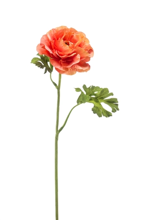 Ranunculus spray orange 61cm